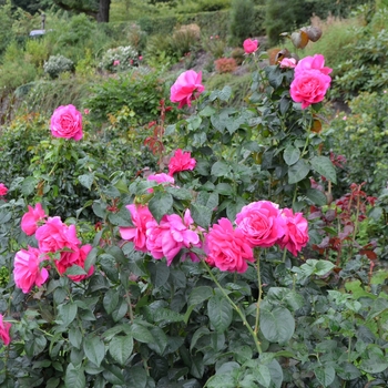 Rosa 'Grande Dame' (063756)