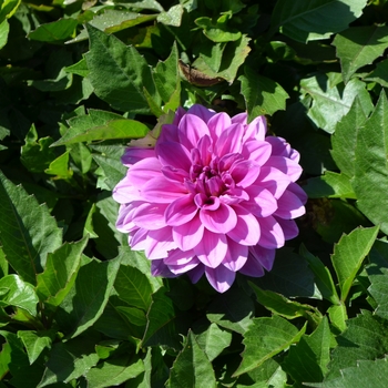 Dahlia Hypnotica® '' (063782)