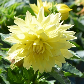 Dahlia 'XXL Durango' (063786)