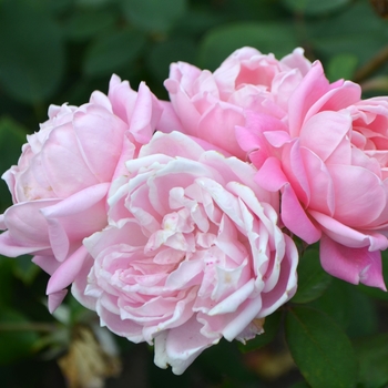 Rosa 'Bubble Double™' (063795)