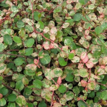 Muehlenbeckia complexa 'Variegata' 