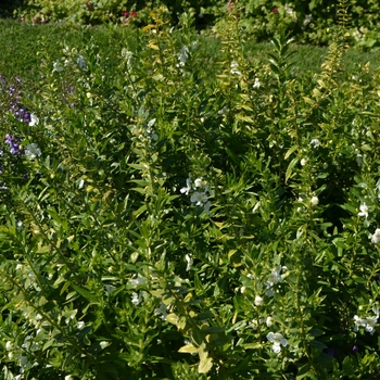 Angelonia angustifolia Angelface® 'White' (063888)