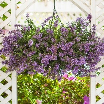 Nepeta x faassenii 'Cat's Meow' (064032)