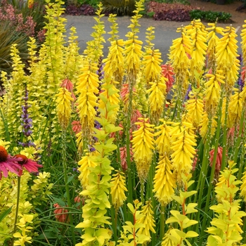 Kniphofia Popsicle™ '' (064088)