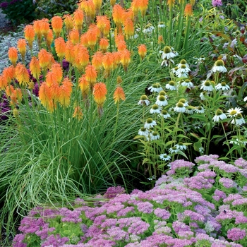 Kniphofia Glow™ 'Ember Glow' (064089)