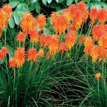 Kniphofia Glow™ 'Ember Glow' (064090)