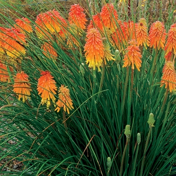 Kniphofia Glow™ 'Ember Glow' (064092)