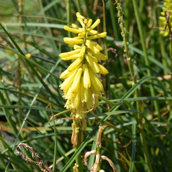 Kniphofia Popsicle™ '' (064094)