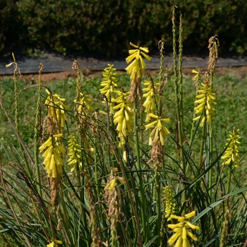 Kniphofia Popsicle™ '' (064095)