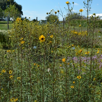 Helianthus angustifolius '' (064140)