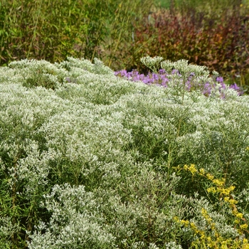 Eupatorium hyssopifolium '' (064141)