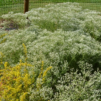 Eupatorium hyssopifolium '' (064143)