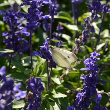 Salvia farinacea 'Velocity™ Blue' (064148)