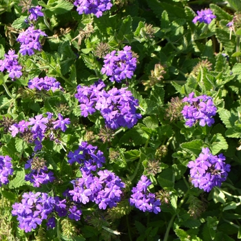 Verbena Temari 'Patio Blue' (064150)