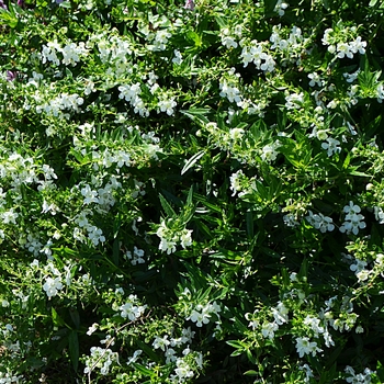 Angelonia angustifolia AngelMist® Spreading '' (064152)