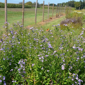 Aster laevis 'Bluebird' (064303)