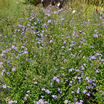 Aster laevis 'Bluebird' (064305)