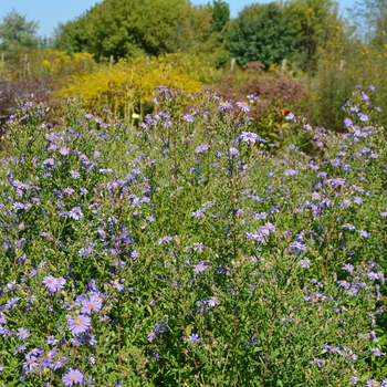 Aster laevis 'Bluebird' (064306)