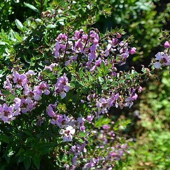 Angelonia angustifolia Archangel™ '' (064307)