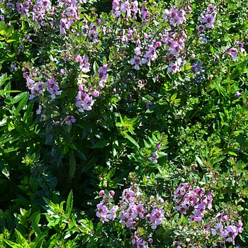 Angelonia angustifolia Archangel™ '' (064308)