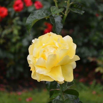 Rosa 'Hotel California' (064345)