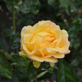 Rosa 'Hotel California' (064348)