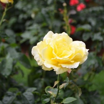 Rosa 'Hotel California' (064353)