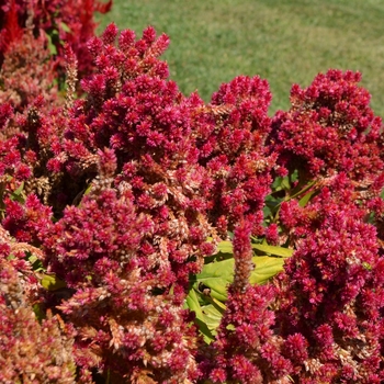 Celosia plumosa First Flame™ '' (064409)