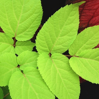 Aralia cordata 'Sun King' (064444)