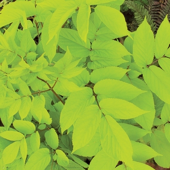 Aralia cordata 'Sun King' (064446)