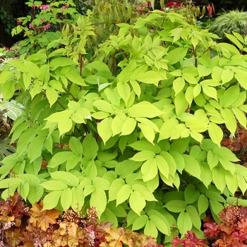 Aralia cordata 'Sun King' (064448)