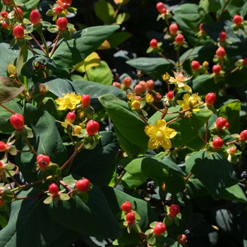 Hypericum 'Go Love' (064474)