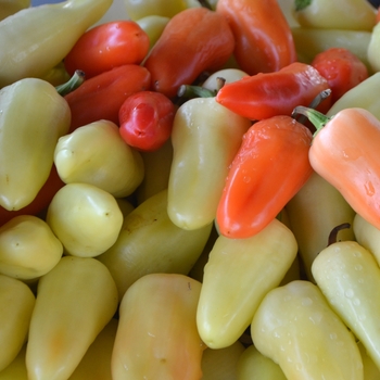 Capsicum annuum 'Mariachi' (064716)