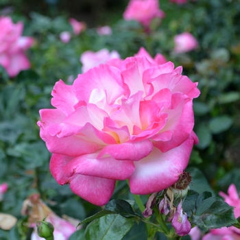 Rosa 'California Dreamin'™' (064850)