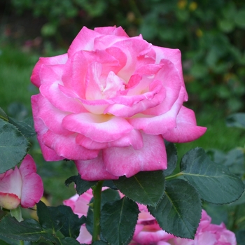 Rosa 'California Dreamin'™' (064852)