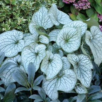 Brunnera macrophylla 'Alexander's Great' (064926)