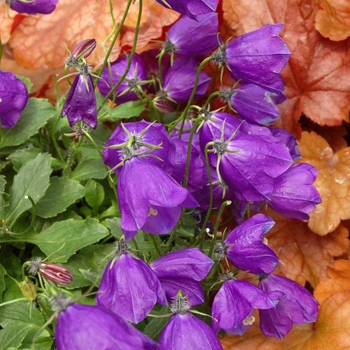 Campanula x pullloides 'Jelly Bells' (064950)