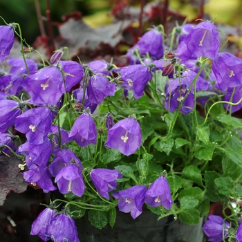 Campanula x pullloides 'Jelly Bells' (064952)