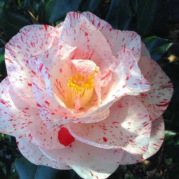 Camellia japonica 'Betty Foy Sanders' (065013)