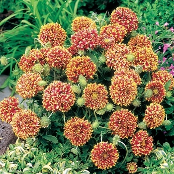 Gaillardia pulchella 'Sundance Bicolor' (065016)