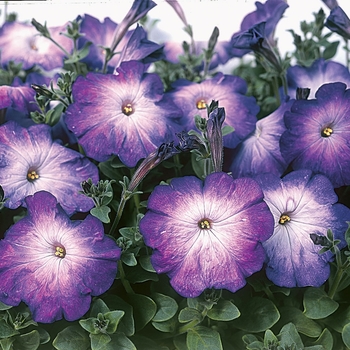 Petunia 'Merlin Blue Morn' (065022)