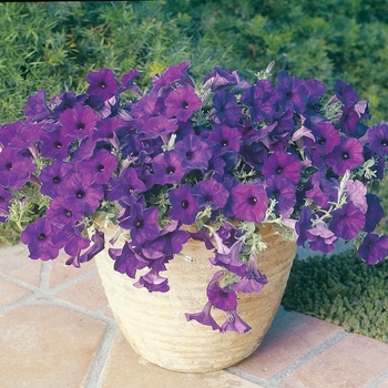 Petunia Wave® 'Blue' (065023)