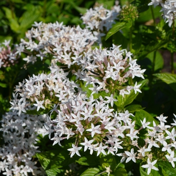 Pentas lanceolata 'Butterfly White' (065035)