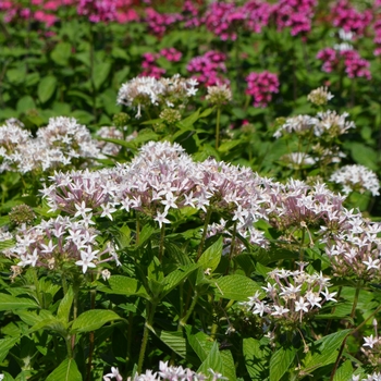 Pentas lanceolata 'Butterfly White' (065036)