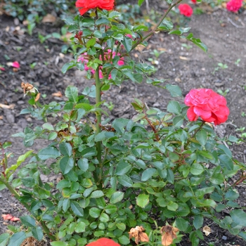 Rosa 'Chipotle' (065077)