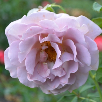 Rosa 'Koko Loco' (065086)