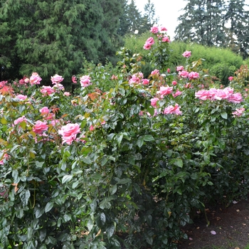 Rosa 'Lloyd Center Supreme' (065089)