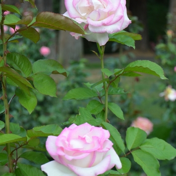 Rosa 'Lynn Anderson' (065156)