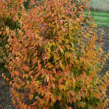 Carpinus caroliniana 'J.N. Globe' 