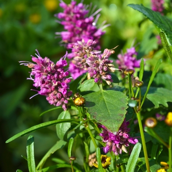 Agastache 'Grape Nectar™' (065287)